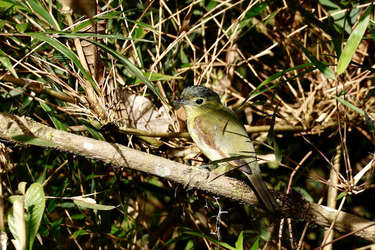 Barred Becard - ML632345053