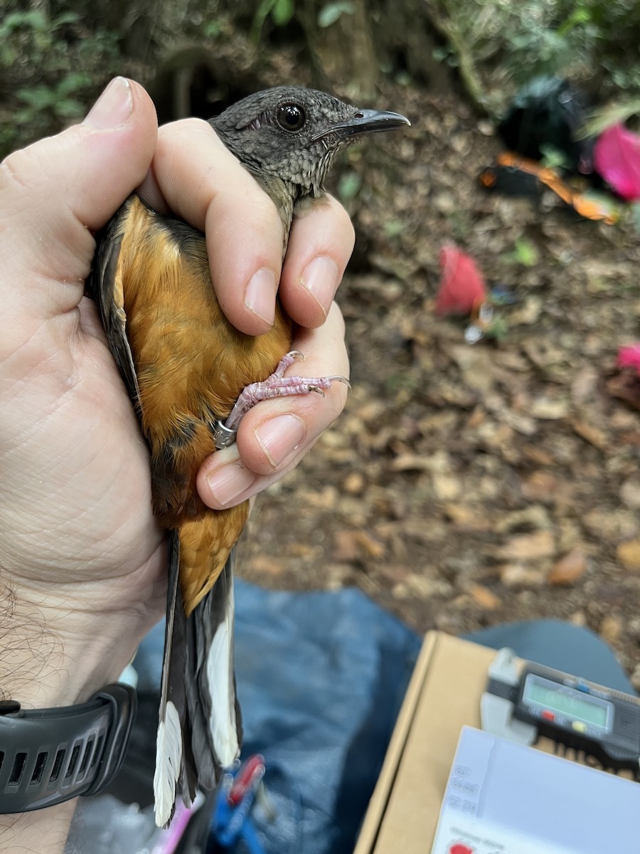 White-tailed Ant-Thrush - ML632345125