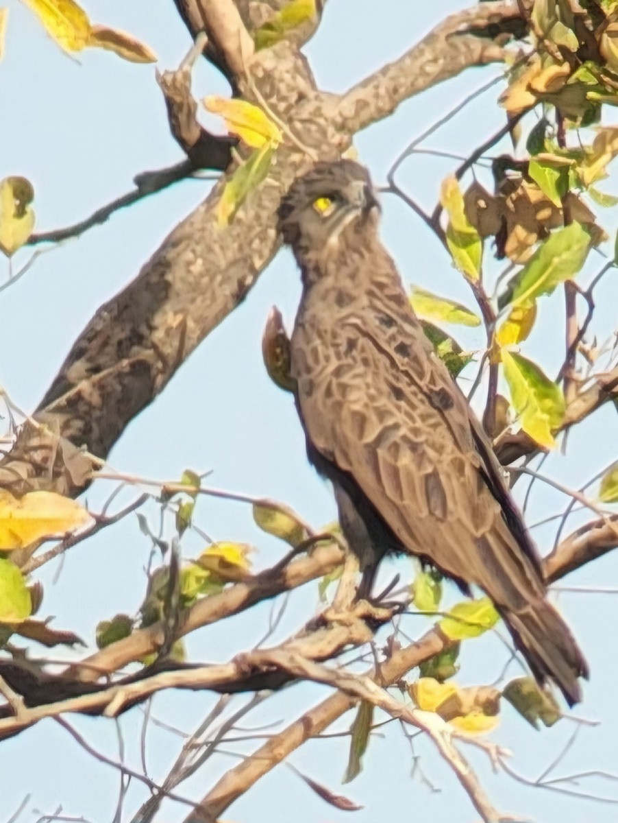 Long-crested Eagle - ML632345154