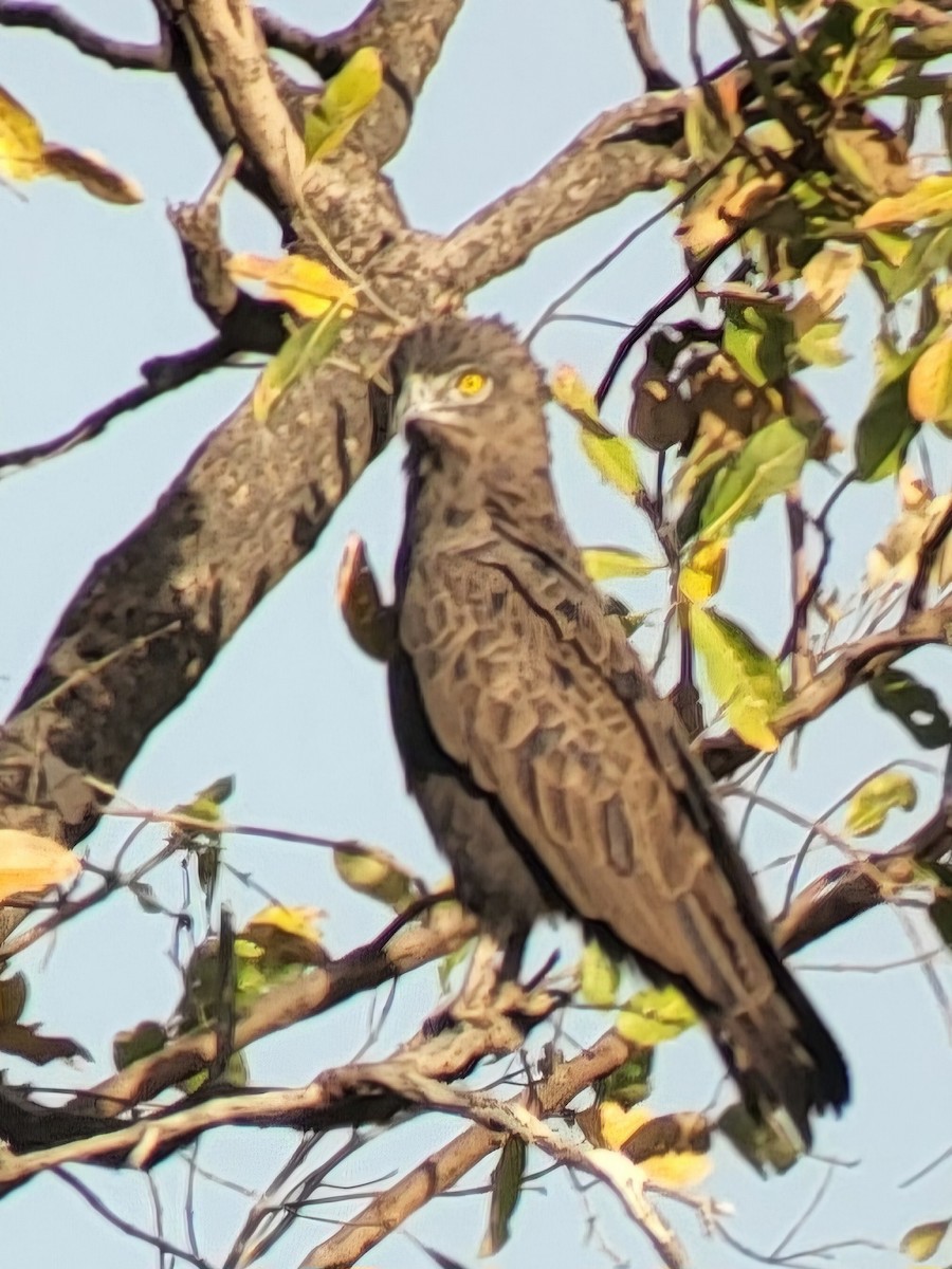Long-crested Eagle - ML632345155