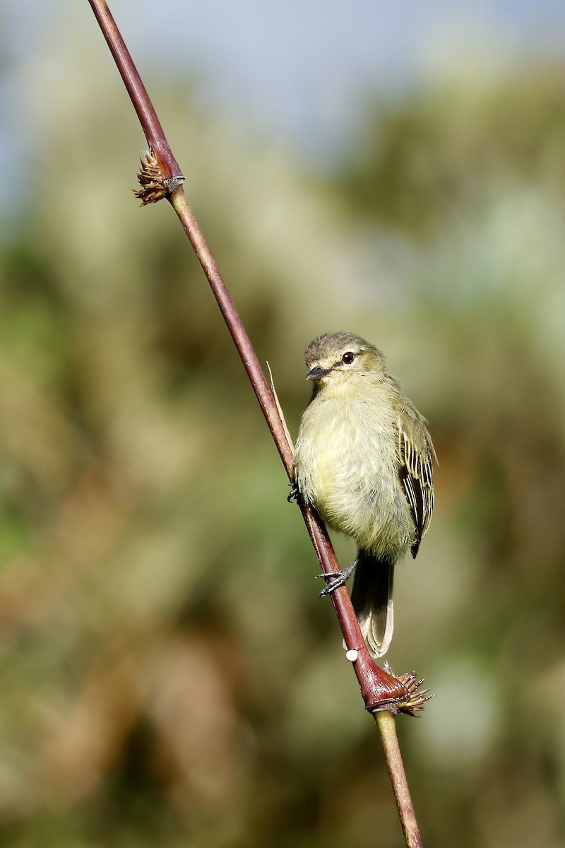 Peruvian Tyrannulet - ML632345187