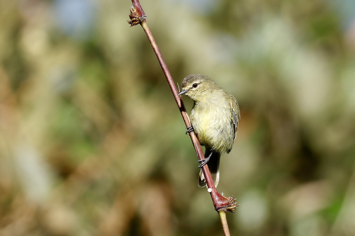 Peruvian Tyrannulet - ML632345188