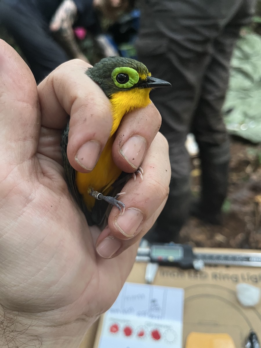 Yellow-bellied Wattle-eye - ML632345243