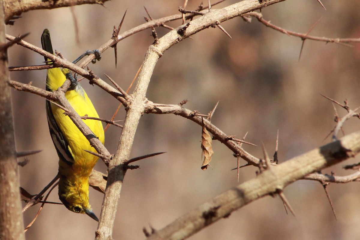 Common Iora - ML632345251