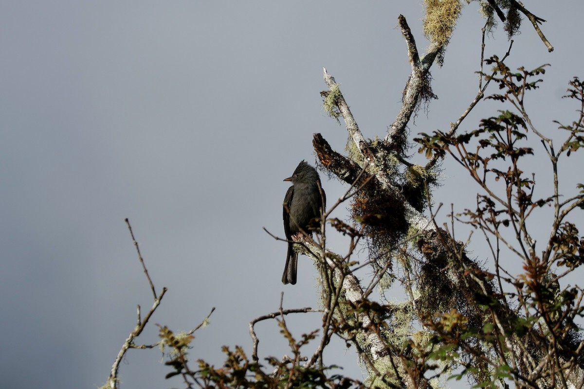 Smoke-colored Pewee - ML632345257