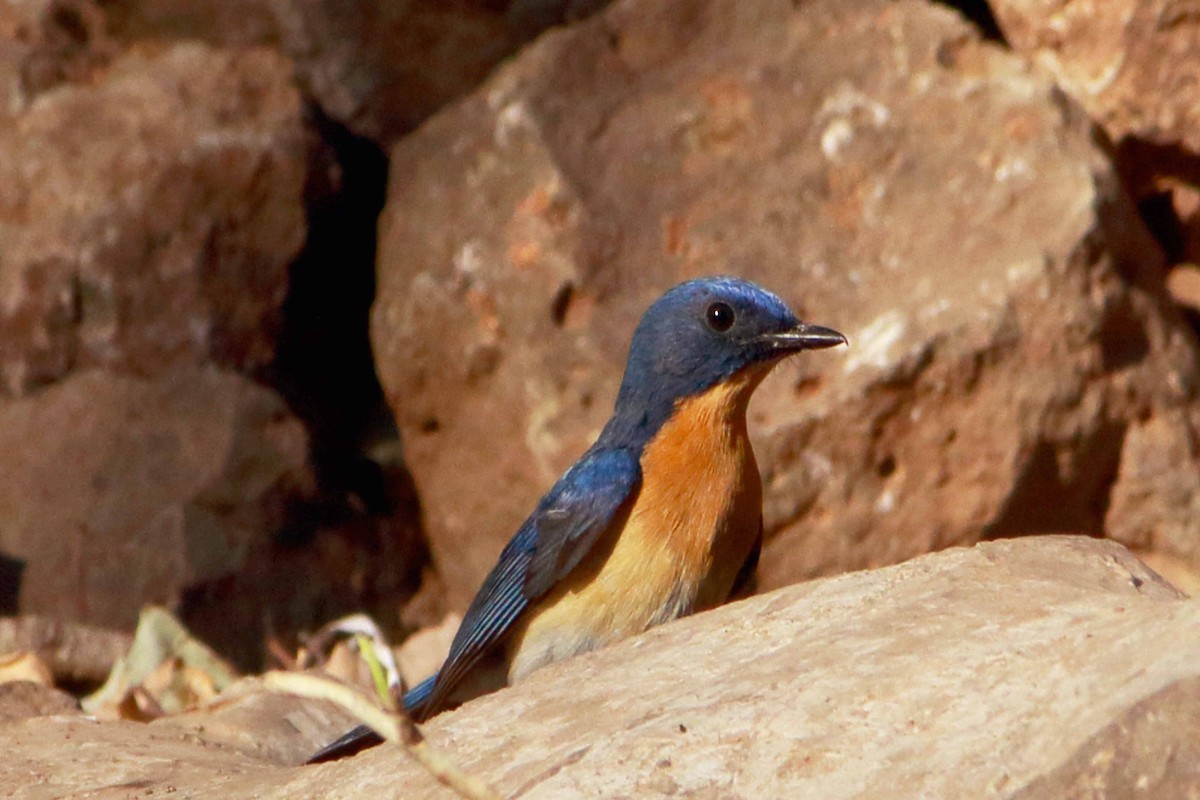 Tickell's Blue Flycatcher - ML632345280