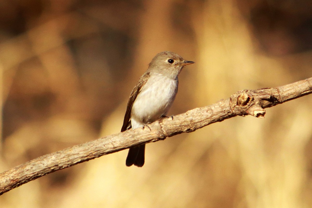 Asian Brown Flycatcher - ML632345296