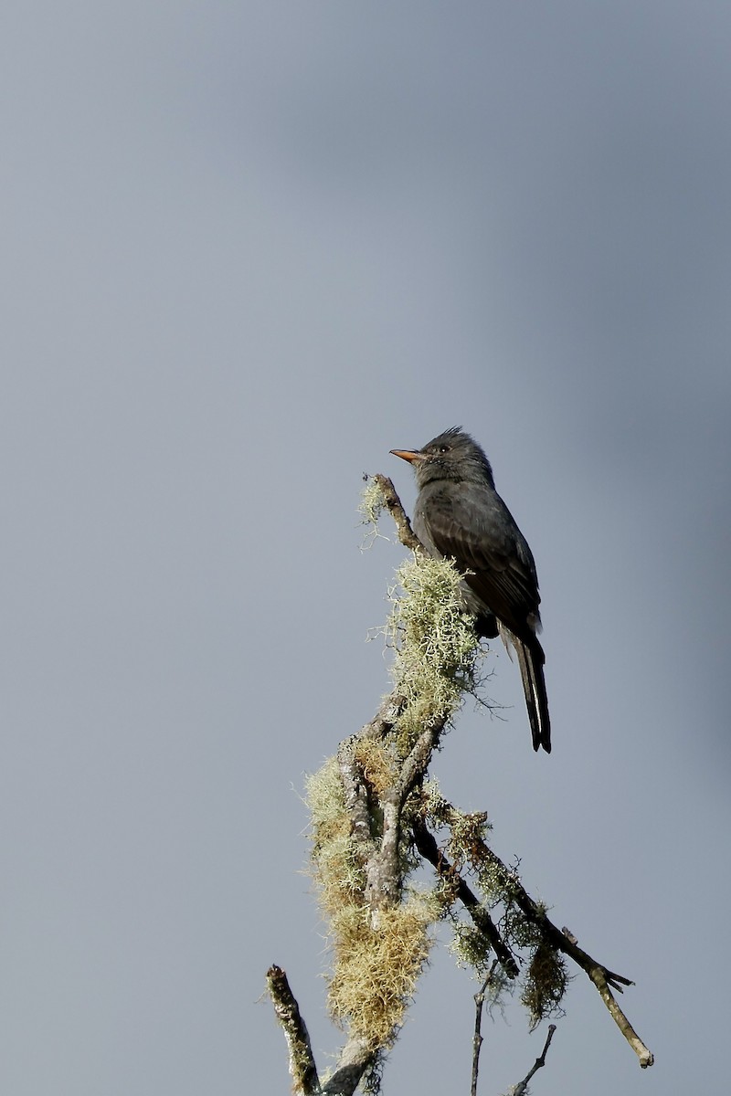 Smoke-colored Pewee - ML632345299