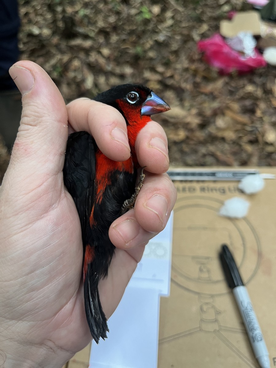 Western Bluebill - ML632345304