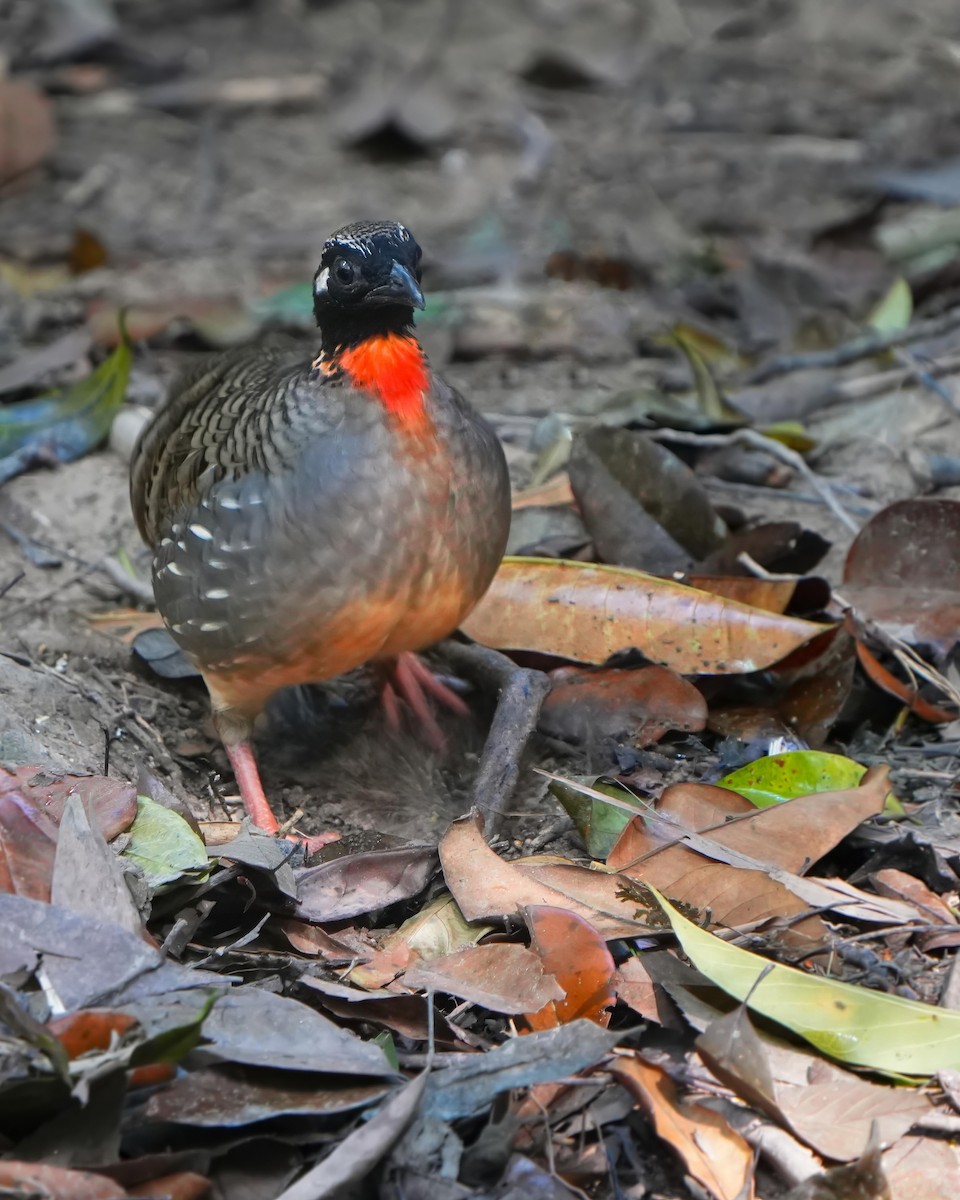 Hainan Partridge - ML632345328
