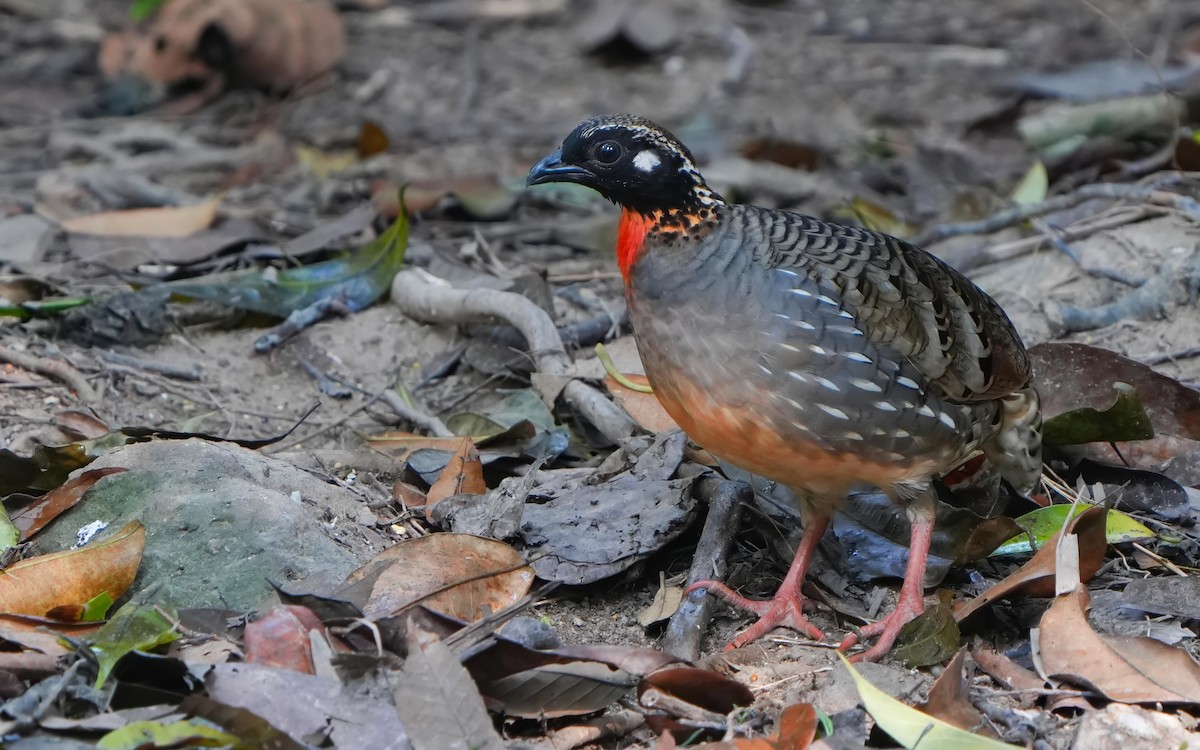 Hainan Partridge - ML632345329