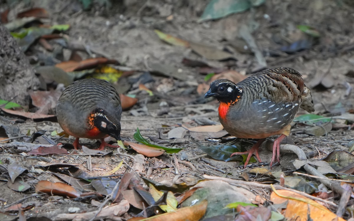 Hainan Partridge - ML632345330