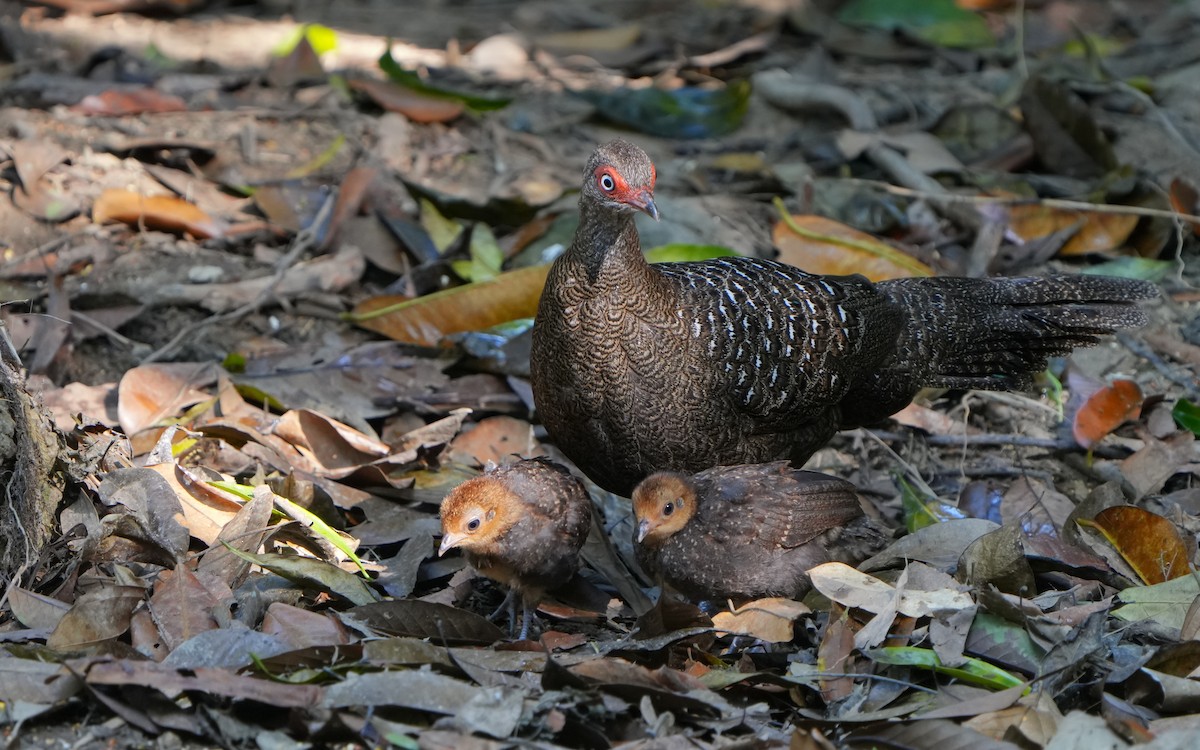 Hainan Peacock-Pheasant - ML632345333