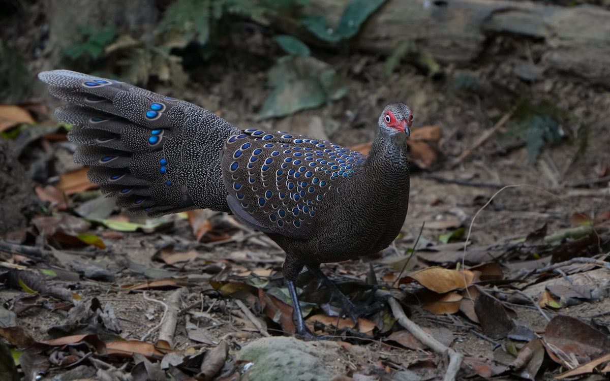 Hainan Peacock-Pheasant - ML632345342
