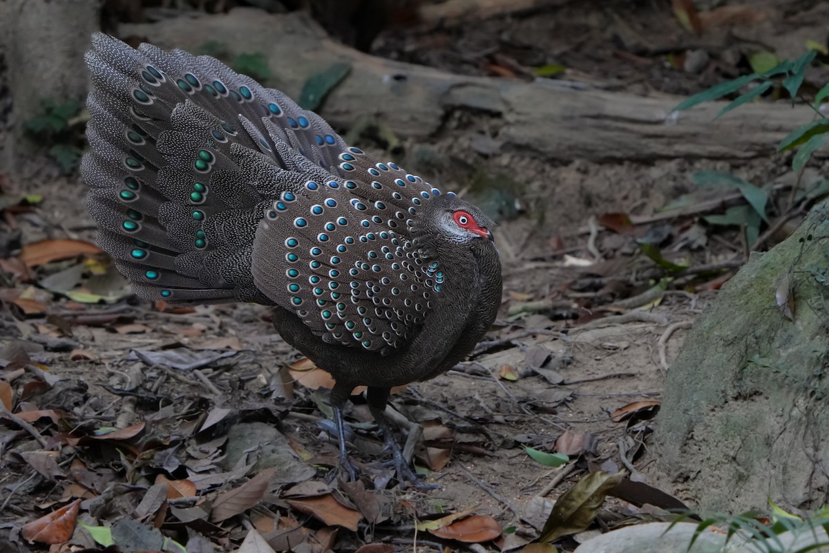 Hainan Peacock-Pheasant - ML632345343