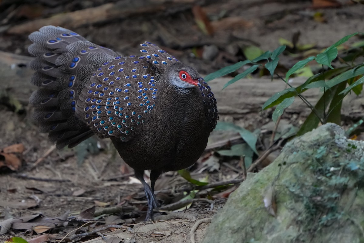 Hainan Peacock-Pheasant - ML632345344