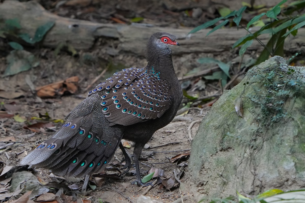 Hainan Peacock-Pheasant - ML632345345