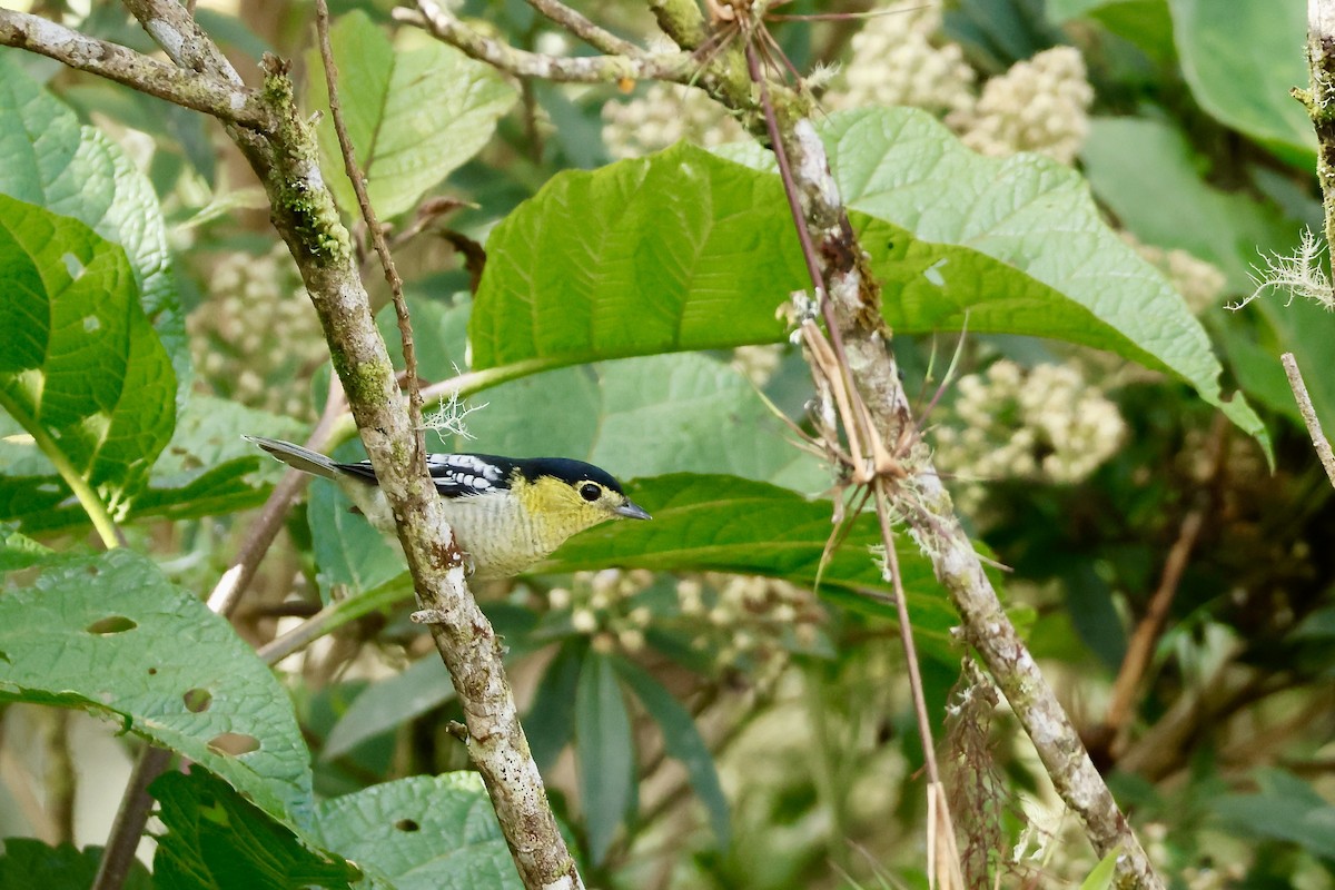 Barred Becard - ML632345357