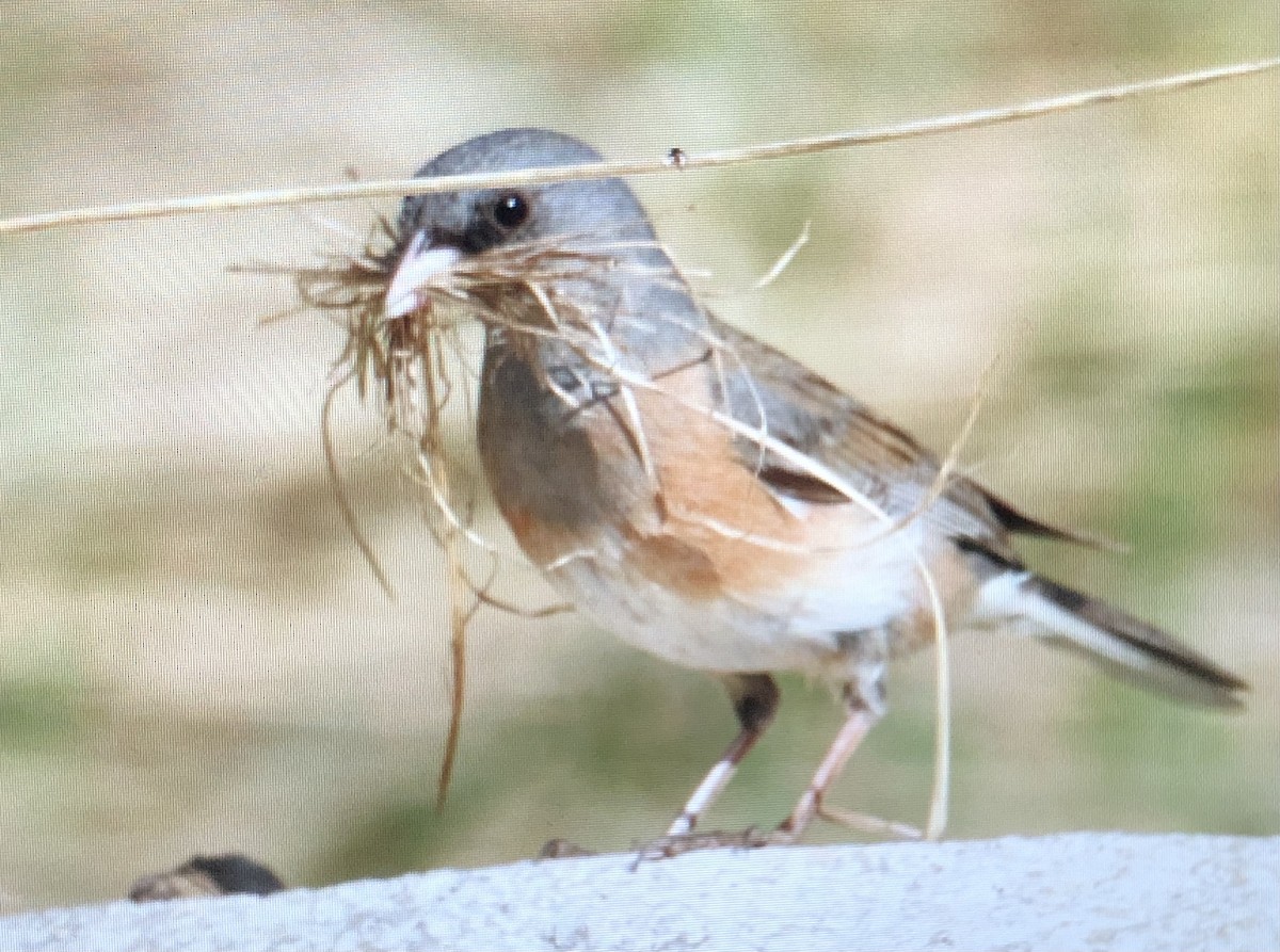 Dark-eyed Junco - ML632345368