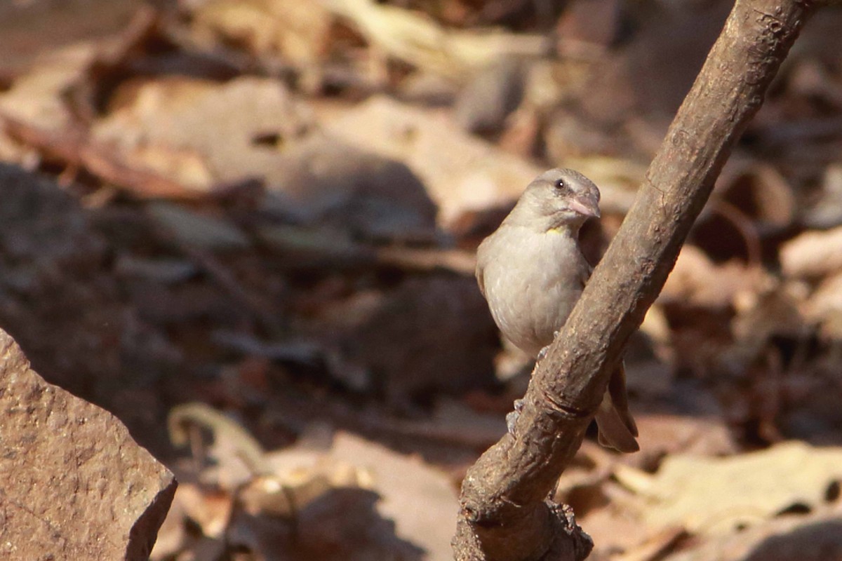 Yellow-throated Sparrow - ML632345375