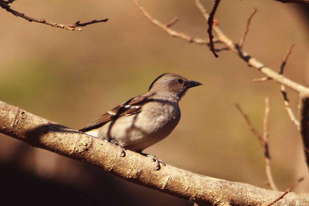 Yellow-throated Sparrow - ML632345376