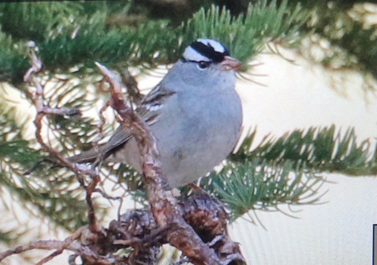 White-crowned Sparrow - ML632345381