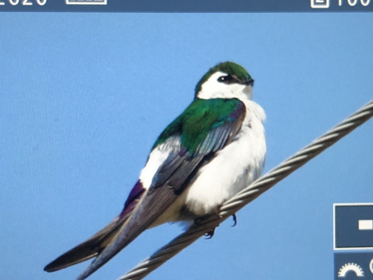 Violet-green Swallow - ML632345409