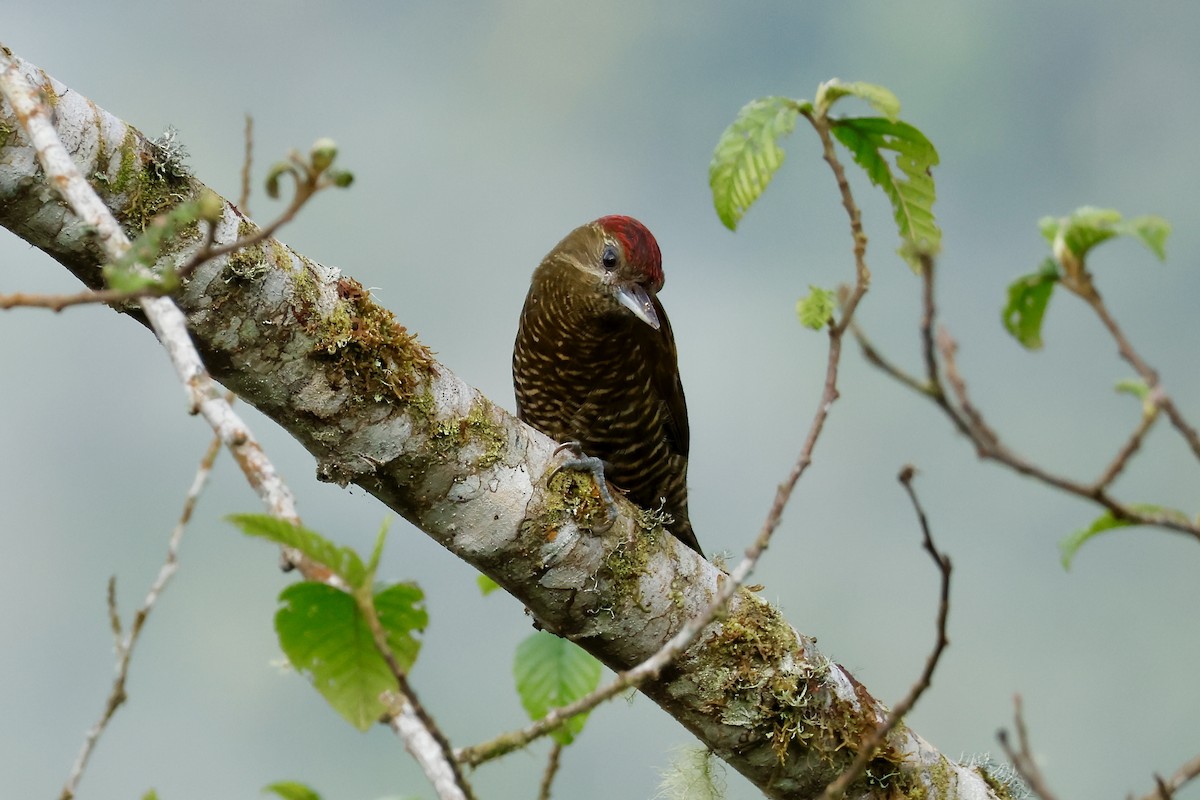 Bar-bellied Woodpecker - ML632345459