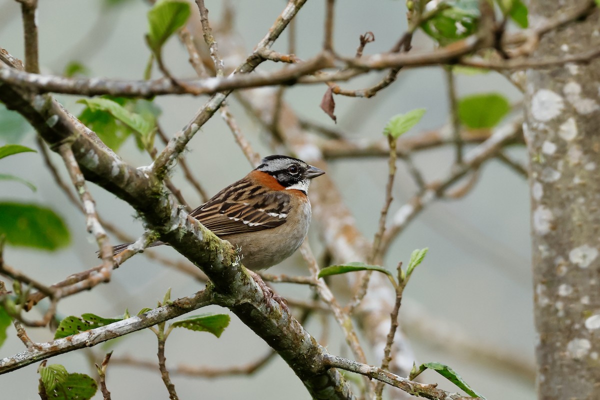 Rufous-collared Sparrow - ML632345490