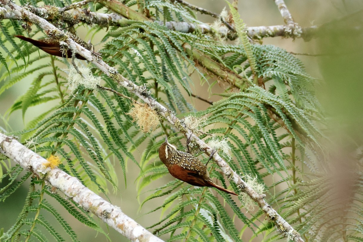 Pearled Treerunner - ML632345519