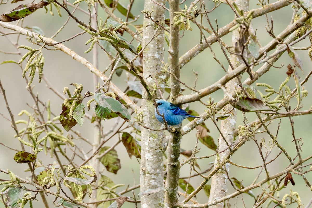 Blue-and-black Tanager - ML632345549