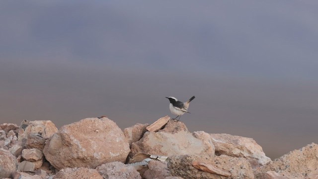 Red-rumped Wheatear - ML632345551