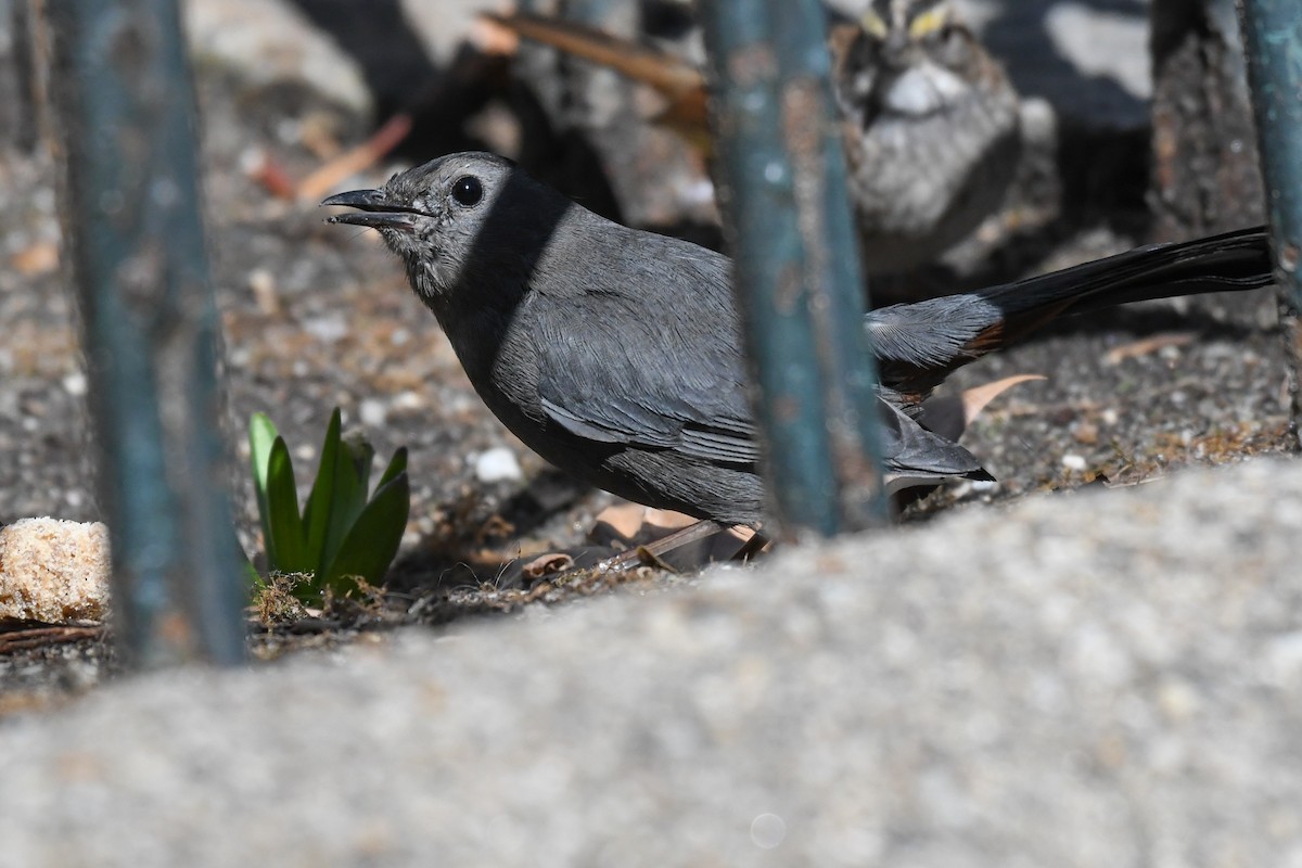 Gray Catbird - ML632345654