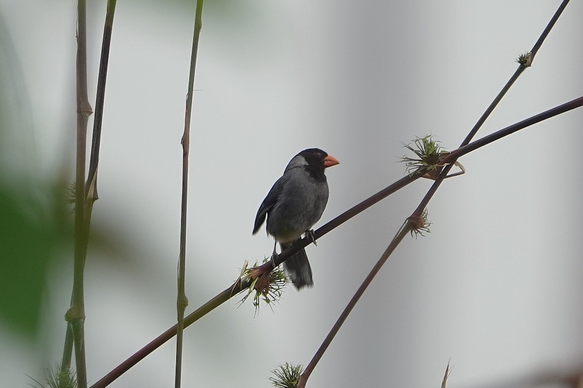 Black-cowled Saltator - ML632345780