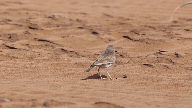 Greater Hoopoe-Lark (Mainland) - ML632345913