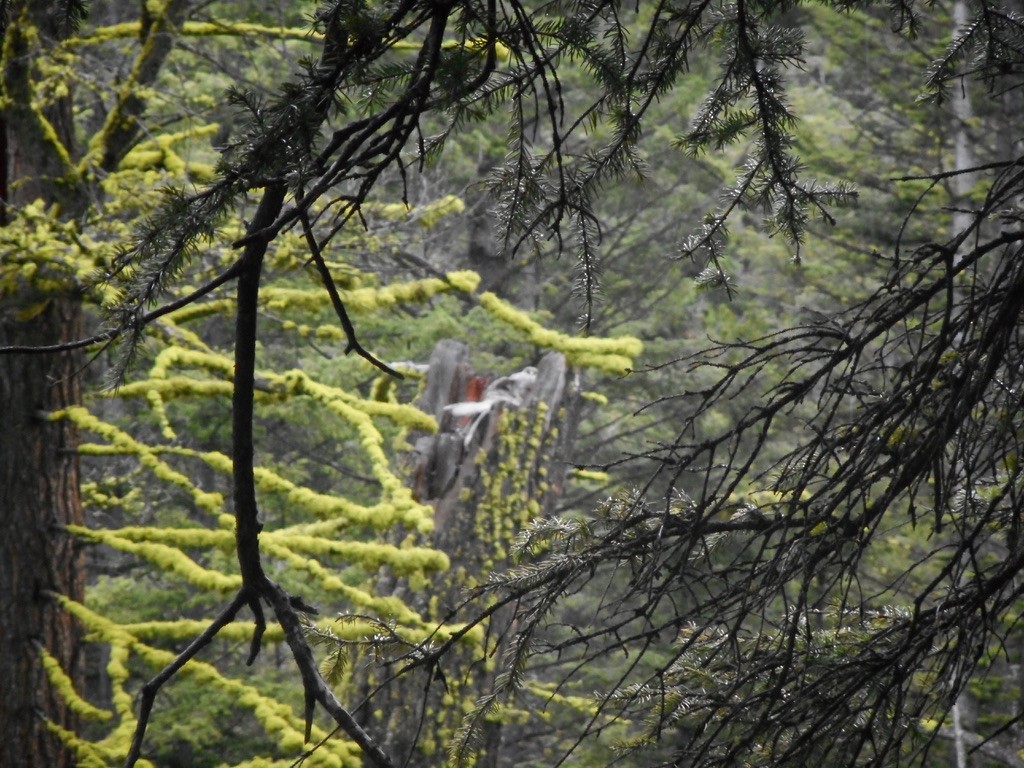 Great Gray Owl - ML632346065