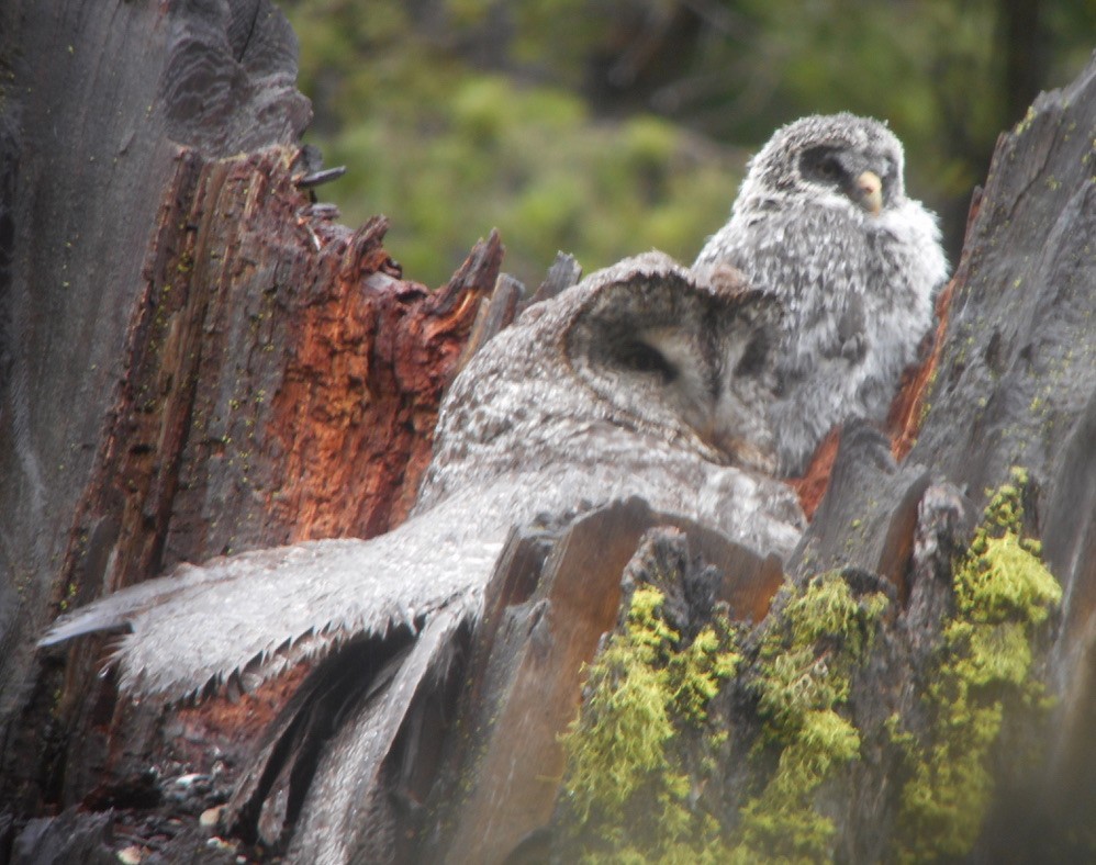 Great Gray Owl - ML632346066