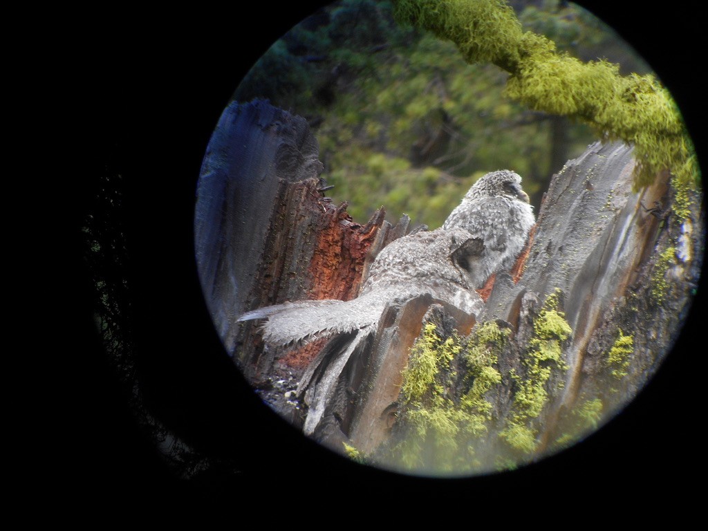 Great Gray Owl - ML632346067