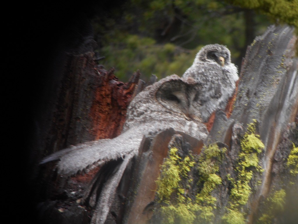 Great Gray Owl - ML632346068