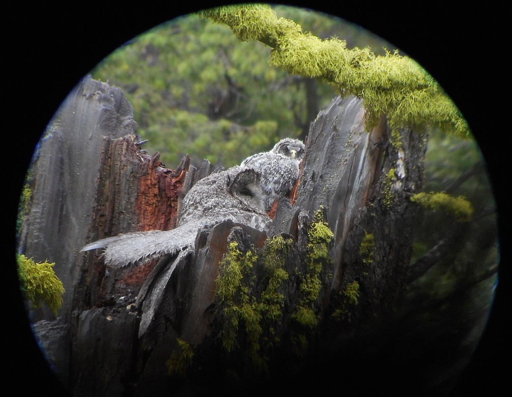 Great Gray Owl - ML632346069
