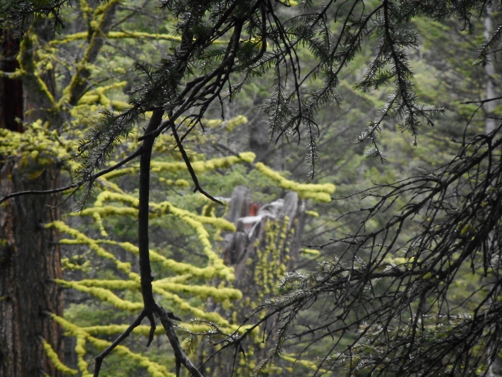 Great Gray Owl - ML632346070