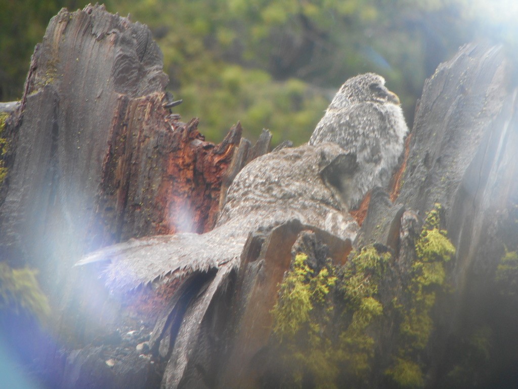 Great Gray Owl - ML632346071