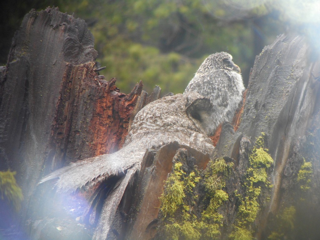 Great Gray Owl - ML632346072