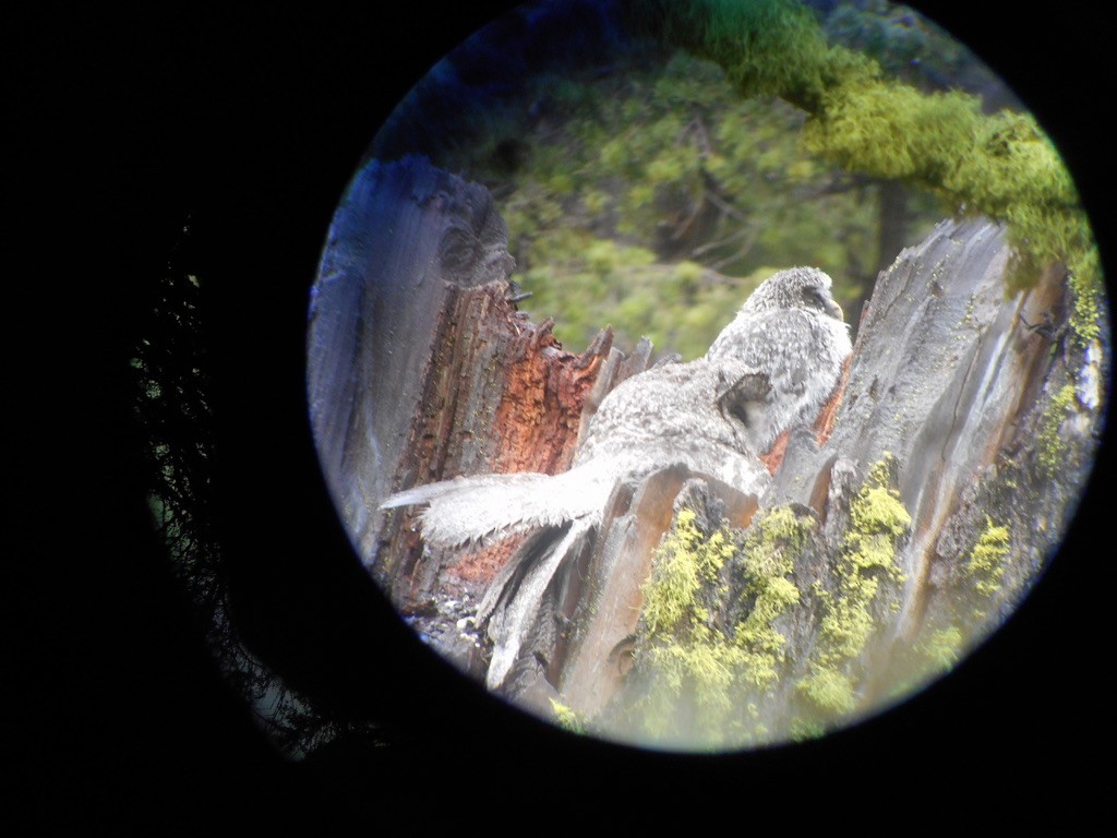 Great Gray Owl - ML632346073