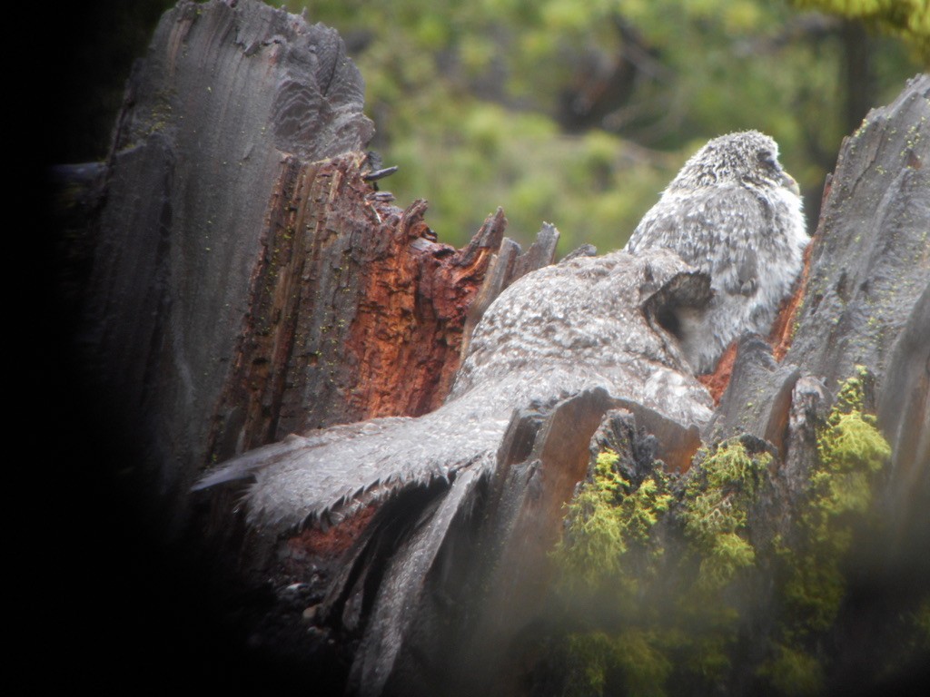 Great Gray Owl - ML632346074