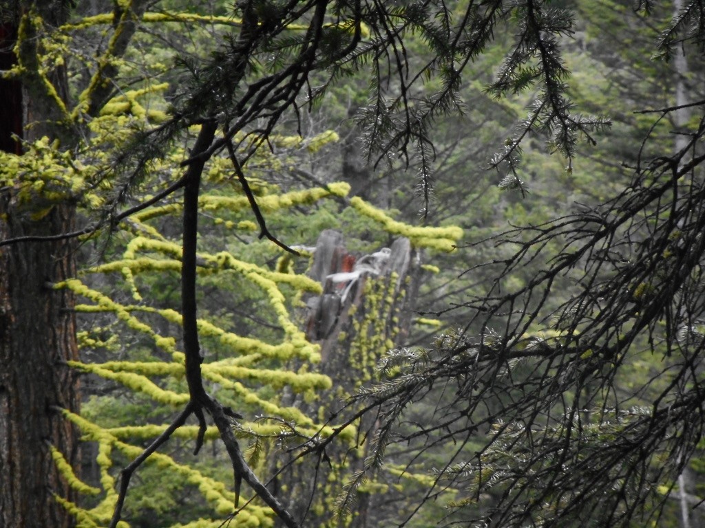 Great Gray Owl - ML632346075