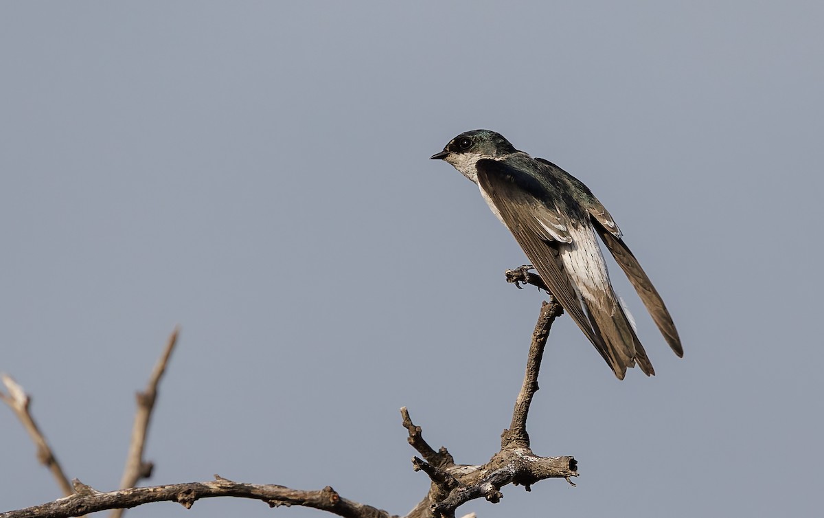 Tumbes Swallow - ML632346196