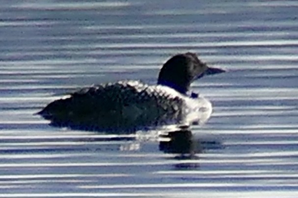 Plongeon huard - ML632346199
