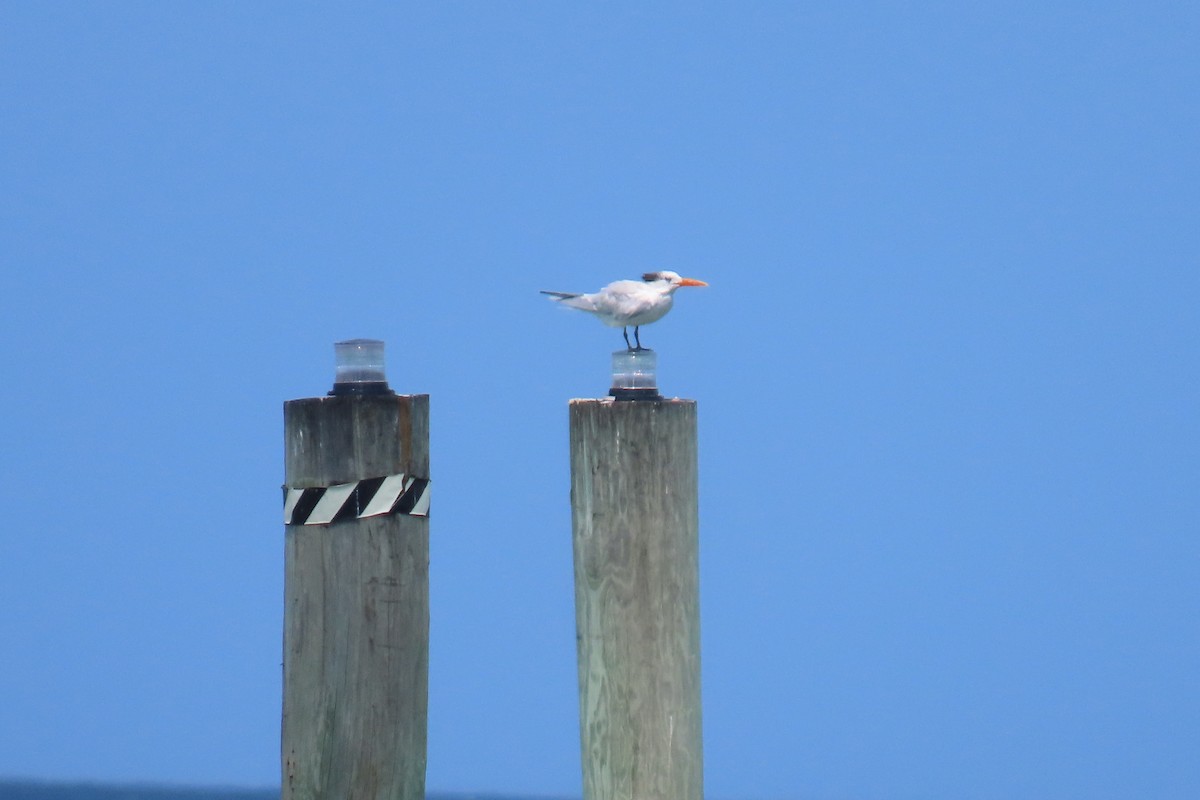 Royal Tern - ML632346229