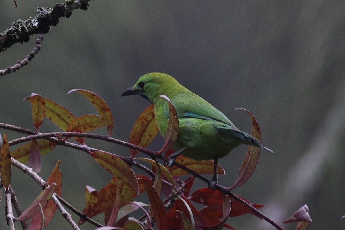 Javan Leafbird - ML632346237